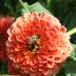 Preview: Zinnien Benarys Riesen Salmon Rose