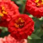 Preview: Zinnien Benarys Giant Scarlet