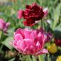 Preview: Blumenzwiebel Mischung Mixed Magic Cloud 3