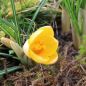 Preview: Crocus Botanische chrysanthus Romance
