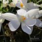 Preview: Elfenkrokus Crocus Botanische tommasinianus albus 1