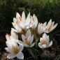 Preview: Crocus Botanische vernus ssp. Albiflorus 1
