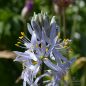 Preview: Camassia Präriekerze cusickii 1