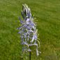 Preview: Camassia Präriekerze cusickii 2