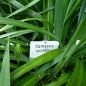 Preview: Camassia Präriekerze leichtlinii Alba 2