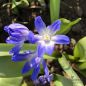 Preview: Chionodoxa forbesii  Blue Giant 1