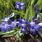 Preview: Chionodoxa forbesii  Blue Giant 3