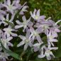 Preview: Schneeglanz Chionodoxa forbesii Pink Giant