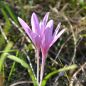 Preview: Colchicum autumnale var minor 2