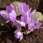 Preview: Colchicum Giant 1