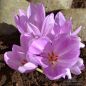 Preview: Colchicum Giant 2