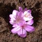 Preview: Colchicum giganteum 1