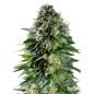 Preview: Corkscrew Auto Cannabis Samen