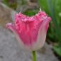 Preview: Crispa Tulpen Fancy Frills