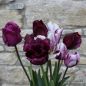 Preview: Crispa Tulpen Gorilla