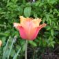 Preview: Crispa Tulpen Lambada 1