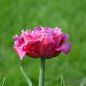 Preview: Crispa Tulpen Mascotte 1