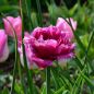 Preview: Crispa Tulpen Mascotte 2