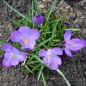 Preview: Crocus Botanische vernus ssp vernus