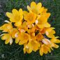 Preview: Grossblumige gelbe Gartenkrokusse 3