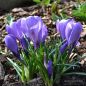 Preview: Crocus Grossblumige Queen of Blues