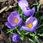 Preview: Crocus Grossblumige Queen of Blues