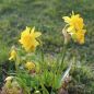 Preview: Cyclamineus Tete Boucle 2