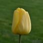 Preview: Darwin-Hybrid-Tulpen Golden Parade 1