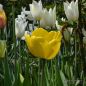 Preview: Darwin-Hybrid-Tulpen Golden Parade 2