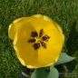 Preview: Darwin-Hybrid-Tulpen Golden Parade 3