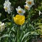 Preview: Darwin-Hybrid-Tulpen Golden Parade 4