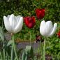 Preview: Darwin-Hybrid-Tulpen Hakuun 5