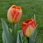 Preview: Darwin-Hybrid-Tulpen Banja Luka 1