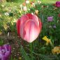 Preview: Darwin-Hybrid-Tulpen Big Chief 1