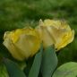 Preview: Darwin-Hybird-Tulpen Daydream