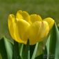 Preview: Darwin-Hybrid-Tulpen Golden Apeldoorn 1