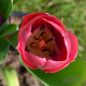 Preview: Darwin-Hybrid-Tulpen van Eijk 3