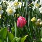 Preview: Darwin-Hybrid-Tulpen van Eijk 4