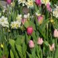 Preview: Darwin-Hybrid-Tulpen van Eijk 5