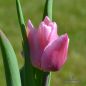Preview: Einfache frühe Tulpe Aafke 1