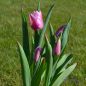 Preview: Einfache frühe Tulpe Aafke 2