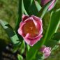 Preview: Einfache frühe Tulpe Aafke 3
