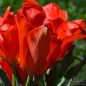 Preview: Einfache frühe Tulpe Red Revival 1