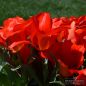 Preview: Einfache Frühe Tulpen Red Revival