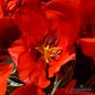 Preview: Einfache Frühe Tulpen Red Revival