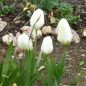 Preview: Einfache frühe Tulpe White Marvel 2