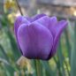 Preview: Einfache Späte Tulpen  Bleu Aimable