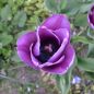 Preview: Einfache Späte Tulpen  Bleu Aimable