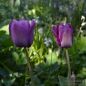 Preview: Einfache Späte Tulpen  Bleu Aimable