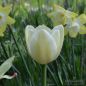 Preview: Einfache Späte Tulpen Maureen 2